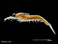 ME006 Z 0191 Nematoscelis atlantica.jpg