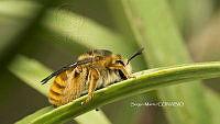 SM0302 Andreninae.jpg