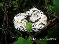 ZG007 0466  Auricularia auricula-judae.jpg