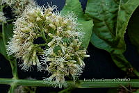 Yolox 1334 Athyrium skinneri (Baker) Diels.jpg