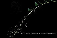 Atleq 0213 Talinum paniculatum.jpg