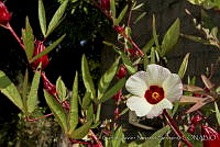 CNS1353 Hibiscus sabdariffa.jpg