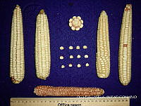 SinOPV286 Zea mays.jpg
