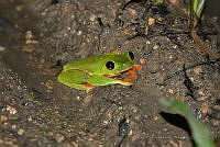 LAMH048 Agalychnis moreletii.jpg