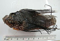 HE009 P 1558 Pez león asiático.JPG