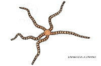 NE018 1119 Ophiactis quinqueradia_d.jpg