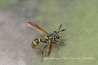 ZAPF0539 Polybiomyia capitis.jpg
