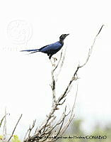 AAKVDH 0314 Cyanocorax beecheii.JPG