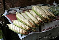 DK2419 Zea mays.jpg
