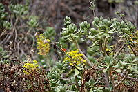 CGL5356 Sedum dendroideum.jpg