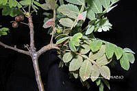 ME010 KV 00041 Bursera excelsa (Kunth) Engl., 1883_.JPG