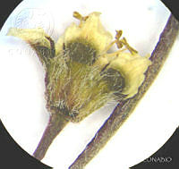 SL1511 Euphorbia sphaerorhiza.jpg