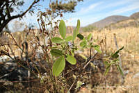 proy JF091 0496 Vitex mollis.JPG