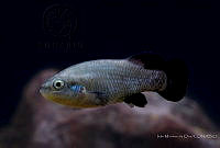 IMDOC2269 Characodon audax.jpg