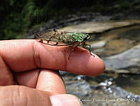 FEEG001 Neotibicen canicularis.jpg