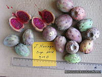 MGE0231 Opuntia robusta.JPG