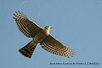 AAKVDH 0210 Accipiter striatus.JPG