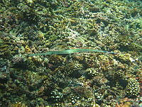 LGHM058 Fistularia commersonii.jpg