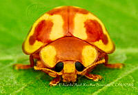 EARB006 Neocalvia sp..jpg