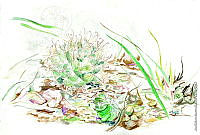 JMRM0029 Mammillaria mathildae.jpg