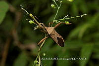 ERCV007 Coreidae.JPG