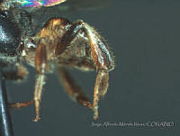JAMR1471 Plebeia frontalis.jpg