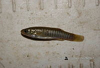 HE009 P 0202 Fundulus sp.jpg