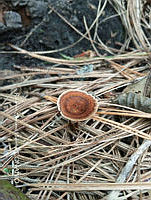 MN6PyH0044 Coltricia cinnamomea.jpg