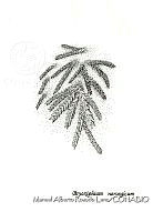 MARL0114 Bryoxiphium norvegicum.jpg