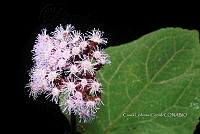 Zongo 0622 Eupatorium.jpg