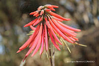proy JF091 0188 Erythrina americana.JPG