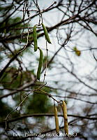 FBA1462 Vicia faba.jpg