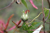 GGR028 Ipomoea hederifolia.jpg