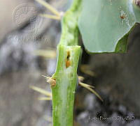 KB02 Cactoblastis cactorum.jpg