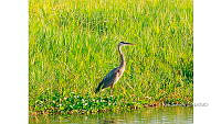 FN005 10 Oax 076 Ardea herodias.jpg