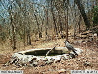MAGB 0059 Buteo plagiatus.JPG