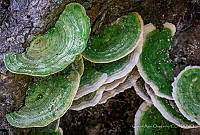 OAQ01 Polyporaceae.jpg