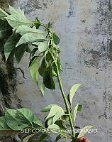 ZG018 0130 Persea caerulea.jpg