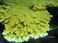 NE018 0545 Acropora palmata.jpg