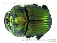 ZJJG0661 Phanaeus demon.jpg