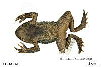 ME006 herp SCLC 0004 Incilius cristatus - (Wiegmann, 1833).jpg