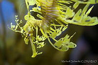 MS0169 Phycodurus eques.jpg