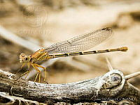 JDA001 Coenagrionidae.jpg