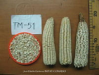 TampJVG102 Zea mays.jpg