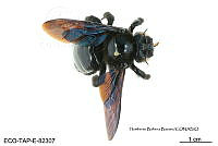 ME006 Abejas 0092 Xylocopa nautlana Cockerell, 1903.jpg