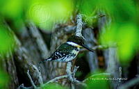 FBA0981 Chloroceryle americana.jpg