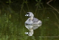 MASM07295 Podilymbus podiceps.jpg