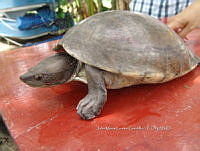 NE017 136 Dermatemys mawii.jpg