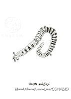 MARL0288 Euapta godeffroyi.jpg