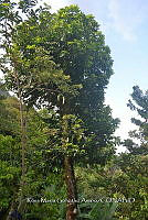 SG019 0443 Diospyros nigra.jpg